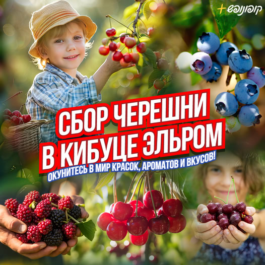 Самостоятельный сбор ягод Ельром