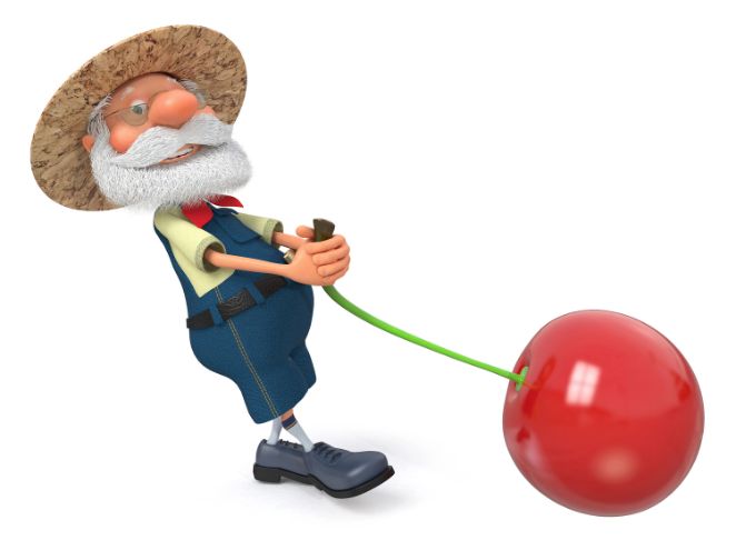 טיפים לקטיף דובדבנים